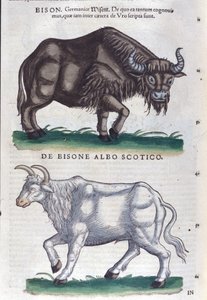 Biisoni ja valkoinen biisoni Historiae animaliumista, kirjoittanut Konrad Gesner, Tiguri tekijältä Unknown artist