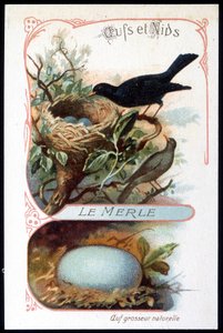 Mustarastas ja sen pesä - kromo., 1800-luvun loppu tekijältä Unknown artist