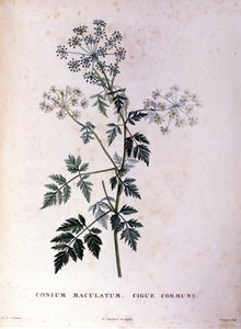 Tavallinen hemlock. 1700-luvun kaiverrus. tekijältä Unknown artist
