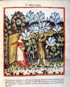 Kaalin kukka sato kasvimaassa. Valaistus lääketieteen ja dietetiikan lypsystä "" Tacuinum sanitatis"" tekijältä Unknown artist