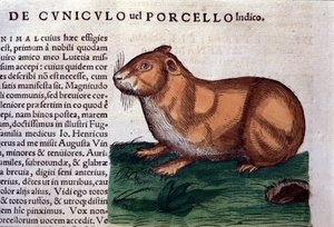 Marsu Historiae animaliumin mukaan kirjoittanut Konrad Gesner, Tiguri tekijältä Unknown artist