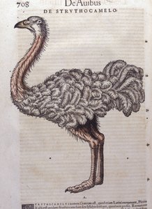 Strutsi - Konrad Gesnerin, Tigurin, Historiae animaliumista tekijältä Unknown artist