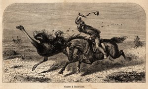 Valokuvasta piirretty strutsimetsästys havainnollistamaan William Charles Baldwinin tarinaa metsästyksestä Afrikassa vuosina 1852–1860. Kaiverrus kirjaan "" Le tour du monde", toimittanut Edouard Charton tekijältä Unknown artist