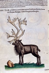 Poro Historiae animaliumin mukaan kirjoittanut Konrad Gesner, Tiguri tekijältä Unknown artist