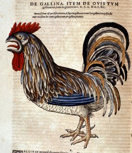 Kukko Historia Animaliumin jälkeen, Conrad Gesner, Tiguri 1560. Biblioteca nazionale Braidense. Milano tekijältä Unknown artist