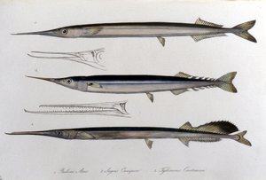 Meren neula. Luonnontieteellinen taulu. 1800-luvulla. tekijältä Unknown artist