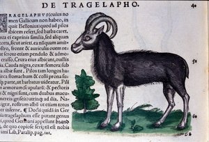 Lampaat Historia Animaliumissa, kirjoittanut Conrad Gesner (1516 - 1565), Tiguri tekijältä Unknown artist