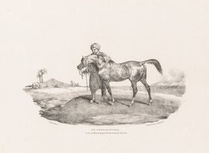 Erilaisia elämästä ja kivelle piirrettyjä aiheita: Arabian hevonen tekijältä Unknown artist