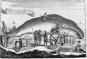 Valaanpyynti: maihin, kaskelotti siivotaan.. Irrotettu kaiverrus kirjasta 1700-luvun alusta tekijältä Unknown artist