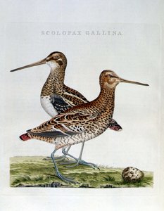 Kukot ja muna (scolopax gallina) - kaiverrus tekijältä Unknown artist