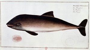 Eläintiede: pyöriäistä edustava vesinisäkästaulu. Painos 1700-luvun alusta B.N. Pariisi tekijältä Unknown artist