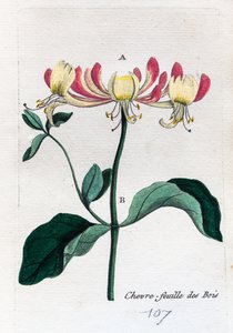 luonnonvarainen kuusama tekijältä Unknown artist