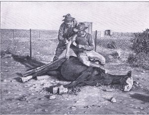 Kapea pakopaikka. Haavoittunut tiedustelija, jonka hevosensa on ammuttu alta, Harmsworth Bros Limitedin julkaisemasta After Pretoria: The Guerilla War -julkaisusta tekijältä Unknown photographer