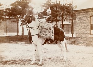 ?Rummuhevonen, Walesin 3. prinssin? Dragoon Guards?, 1895 noin tekijältä Unknown photographer