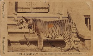 Plassey, Royal Madras Fusiliersin lemmikkitiikeri tekijältä Unknown photographer