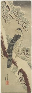 (Hawk on Pine Branch, Winter), 1800-luvun alku