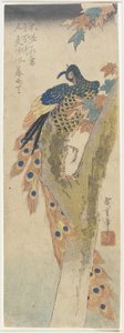 (Peacock on Maple Tree), 1800-luvun alku
