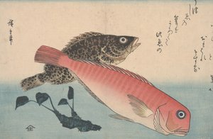 Amadai, Mebaru ja Wasabi Root