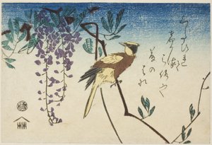 Mustanaped oriole ja wisteria tekijältä Utagawa Hiroshige
