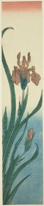 Iiris tekijältä Utagawa Hiroshige