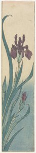 Iris, 1800-luvun alku