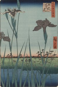 Irises of Horikiri, sarjasta Sata kuuluisaa Edon näkymää tekijältä Utagawa Hiroshige
