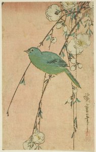Japanilainen valkosilmäinen ja itkukirsikka tekijältä Utagawa Hiroshige