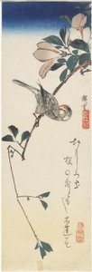 Java Sparrow ja Magnolia, 1834-1839