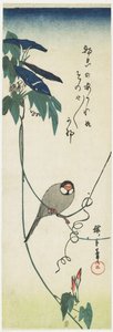 Java Sparrow ja Morning Glories, 1834-1839