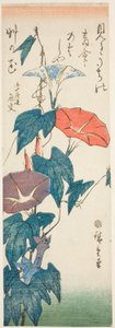 Morning Glories tekijältä Utagawa Hiroshige