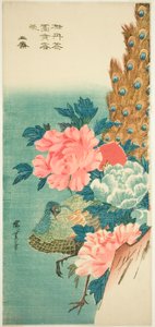 Riikinkukko ja pionit tekijältä Utagawa Hiroshige