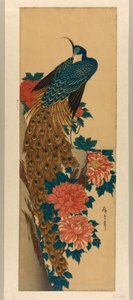 Riikinkukko ja pionit tekijältä Utagawa Hiroshige