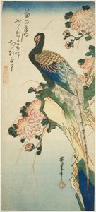 Fasaani ja krysanteemit tekijältä Utagawa Hiroshige