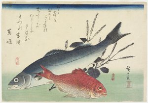 Red Snapper, meribassi ja perilla, c. 1840