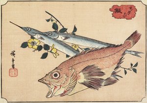 Rockfish ja Halfbeak, 1800-luvun alku