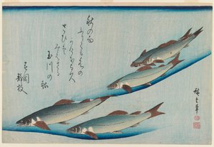 Viisipaikkaisen taimenen koulu Kalasarjasta, n. 1835 (puupalkoväripainatus) tekijältä Utagawa Hiroshige