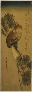 Pienisarvipöllö, mänty ja puolikuu tekijältä Utagawa Hiroshige