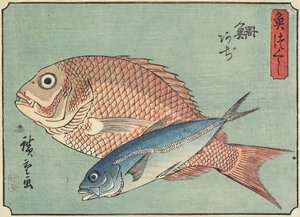 Snapper ja piikkimakrilli, 1830-1844