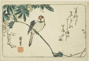 Varpunen ja wisteria tekijältä Utagawa Hiroshige