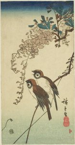 Varpuset ja wisteria tekijältä Utagawa Hiroshige