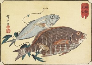 Raidallinen snapper ja piikkimakrilli, 1800-luvun alku