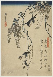 Pääskyset lentävät Wisteria Vinesin läpi, 1837-44 (värillinen puupainatus)