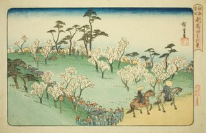 Kirsikankukkien katselu Asuka Hillillä (Asukayama hanami), sarjasta "Famous Places in Edo (Koto meisho)" tekijältä Utagawa Hiroshige