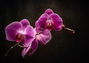 Violetti orkidean loisto tekijältä Vadim Kulinsky