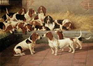 Basset Hounds kennelissä, 1894