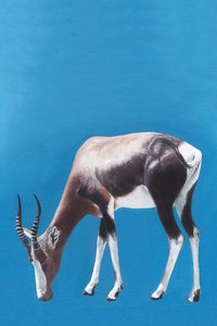 Blesbok laiduntaa sinisellä