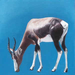 Bontebok vastaan Blue