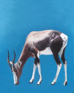 Laumassa laiduntava bontebok-antilooppi