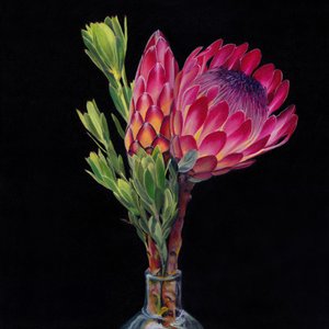Pink Protea -maljakot