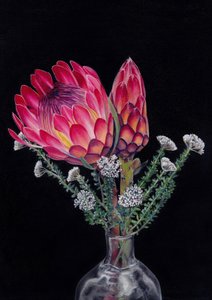 Protea ja Blombos, kirjoittanut Viccy Wanliss tekijältä Viccy Wanliss